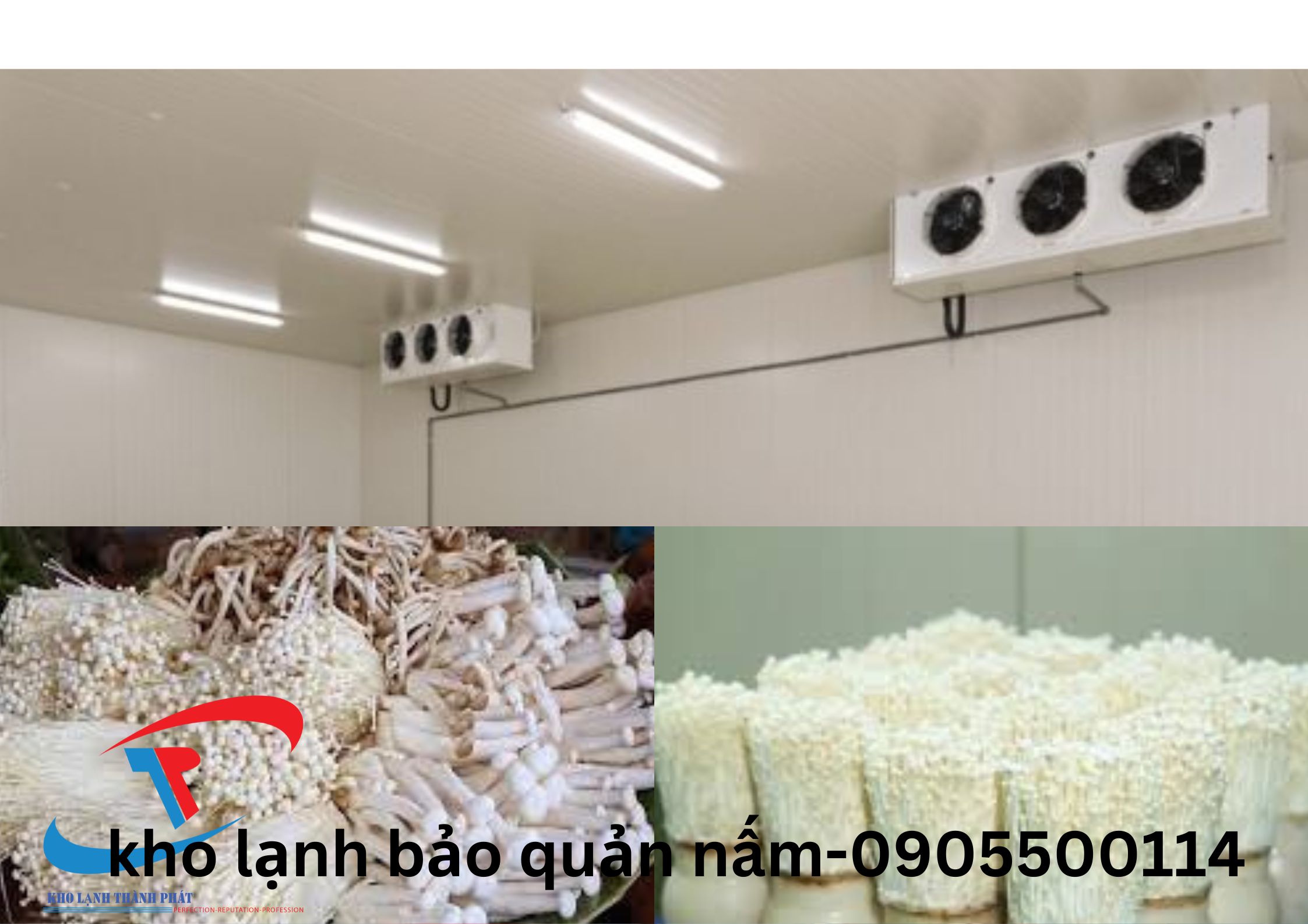  Kho Lạnh Bảo Quản Nấm 